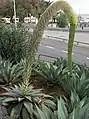 Flower raceme
