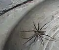 Agelenopsis sp. male, 17&nbsp;mm (about .mw-parser-output .frac{white-space:nowrap}.mw-parser-output .frac .num,.mw-parser-output .frac .den{font-size:80%;line-height:0;vertical-align:super}.mw-parser-output .frac .den{vertical-align:sub}.mw-parser-output .sr-only{border:0;clip:rect(0,0,0,0);clip-path:polygon(0px 0px,0px 0px,0px 0px);height:1px;margin:-1px;overflow:hidden;padding:0;position:absolute;width:1px}3⁄4 inch)