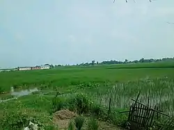 Fields near Matsari