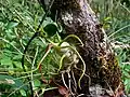 Air Plant (Tillandsia bulbosa)