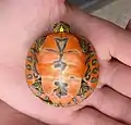 Hatchling, plastron