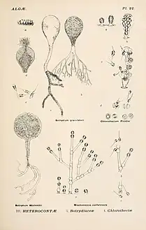 Other genera