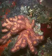Alcyonium acaule, an alcyoniid