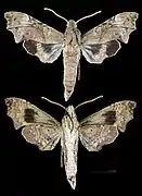 Aleuron neglectum