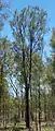 Bull oak tree, coastal Central Queensland.