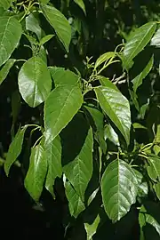 Leaves