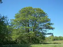 Image 45Alnus glutinosa (from List of trees of Great Britain and Ireland)