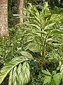Alpinia zerumbet variegata