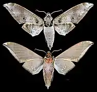Ambulyx canescens