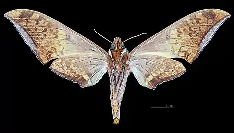 Female ventral view
