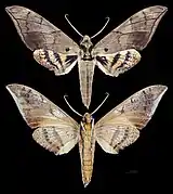Ambulyx staudingeri