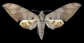 Female dorsal view(from the collection of the MHNT)