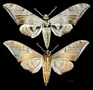 Ambulyx tattina