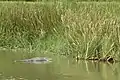 American alligator in cell 1 on the Constructed Wetland Trail