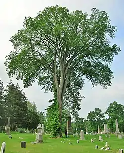 American elm, Spring Grove Cemetery, Hartford, Connecticut (2012). Girth 15&nbsp;ft at 4.5&nbsp;ft above ground; height 83&nbsp;ft; spread 75&nbsp;ft.