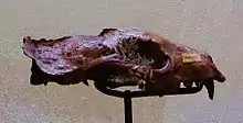 Fossil of Aonyx antiqua