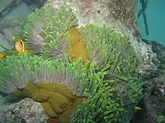 Heteractis magnifica