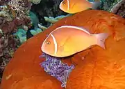 A.&nbsp;perideraion (pink skunk clownfish) showing the distinctive pink body & continuous stripe