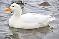 Pekin drake