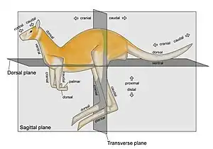 Image 2Zootomical terms of locationPhoto credit: Jonathan MerrittZootomical terms of location overlap considerably with terms used in human anatomy. In animals, the head end is called the "cranial end" and the tail end is the "caudal end".  The side of the body normally oriented upwards is the "dorsal" side; the opposite side, typically the one closest to the ground when walking on all legs, swimming or flying, is the "ventral" side.More selected pictures