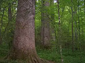 Mount Field National Park, a temperate deciduous rainforest