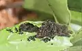 Third instar larvae