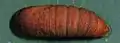 Pupa
