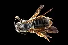 Andrena crataegi