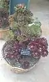 Potted
