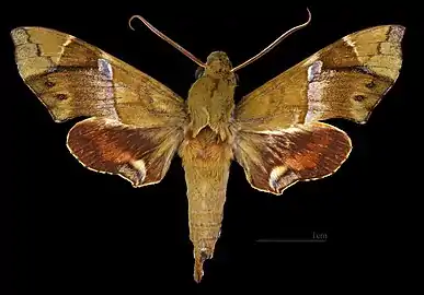 Angonyx papuana ♂