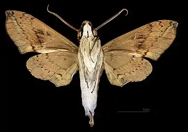 Angonyx papuana ♂  △