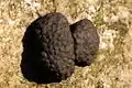 Annulohypoxylon multiforme