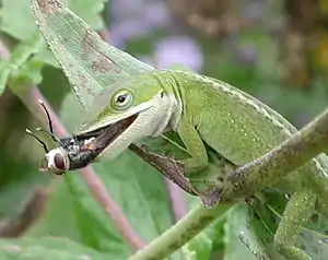 Image 25Carolina AnolePhoto credit: PollinatorThe Carolina Anole is a lizard found primarily in the south eastern parts of the United States. It has color-changing abilities, although it is not a chameleon. This lizard can reach a total length of about 22 cm. The male has a pink or red dewlap that extends from his chin. Green Anoles can have a green or a brown body colour, which depends on mood and climate.More selected pictures