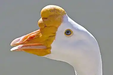 Image 25Chinese goose head at List of goose breedsMore selected pictures