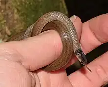Aparallactus type species; cape centipede-eater (A. capensis)