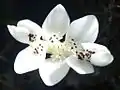 "Aponogeton distachyos flowers"