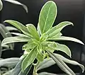 Young, non-flowering, Autumn shoot showing hairiness of young foliage - as described in Greek-derived genus name