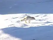 Arctic fox(Alopex lagopus)