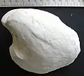 Arctica gibbosa (Giebel), a "heart clam" (bivalve)