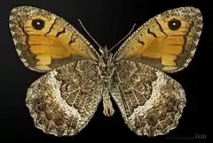 Ventral view