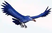 The Late Miocene teratorn Argentavis of South America had a 7 m (23 ft) wingspan.