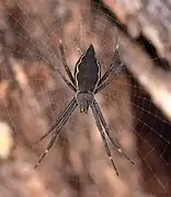 Color variation in a female, north Queensland