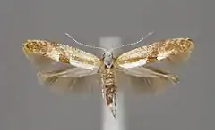 Mounted specimen