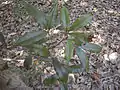 White booyong - foliage