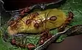 Pupation