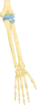 Bones of the forearm - ulna (right) and radius (left)