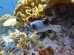 Blackspotted pufferfish Arothron nigropunctatus