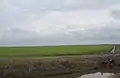 Rice field