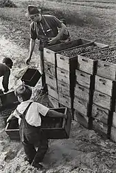 Arthur Rothstein, Child Labor, Cranberry Bog, 1939. Brooklyn Museum