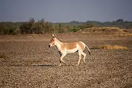 Onager